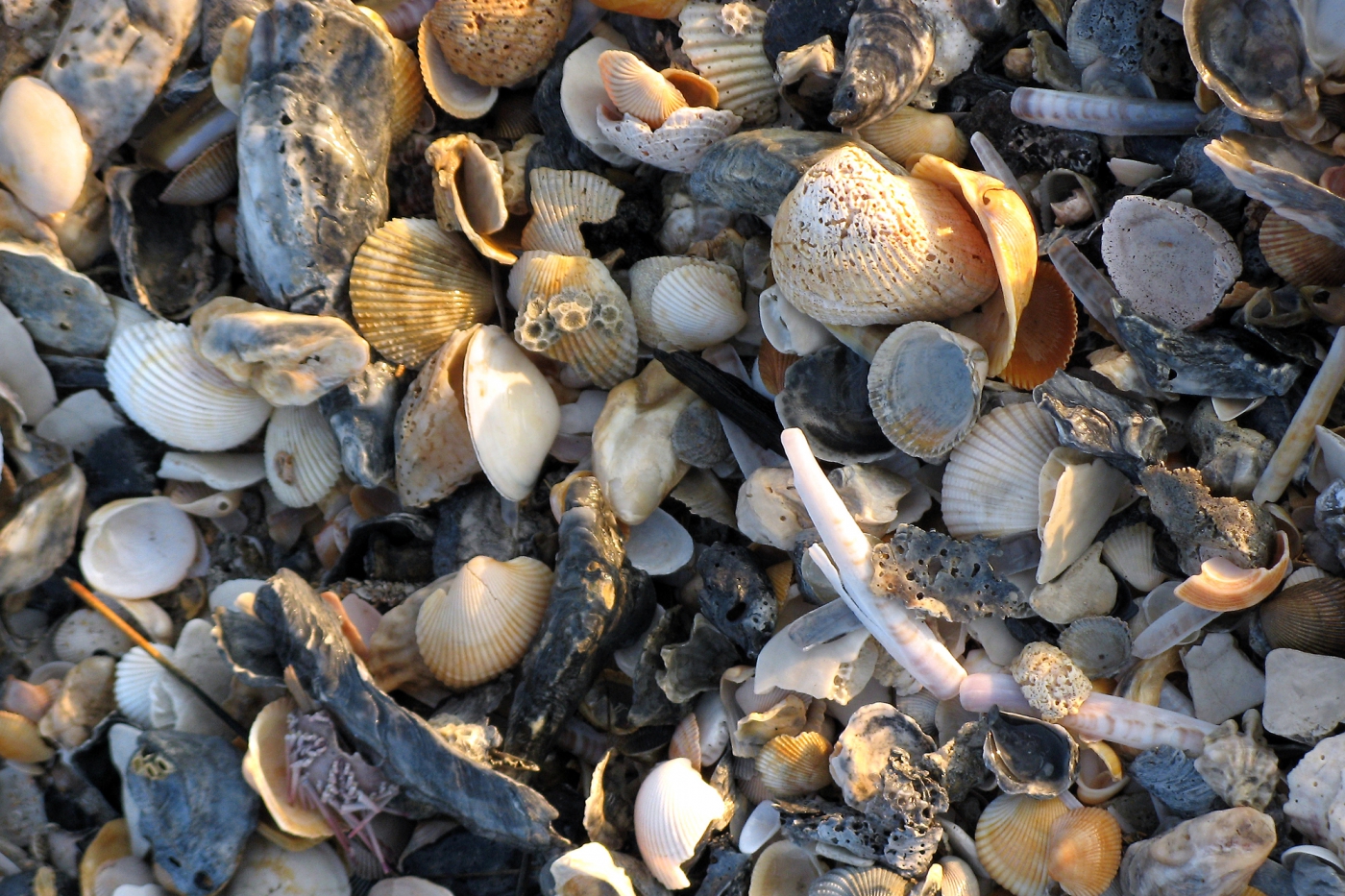 Coastal Highway Route 17 - Pawley’s Island | TravelSouth USA